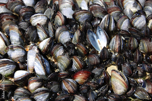 mussels background