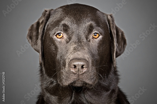 Shot of a Handsome Chocolate Labrador against a Grey Background
