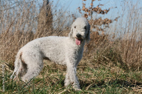bedlington terrier blanc adulte debout de profil tire la langue © Dogs