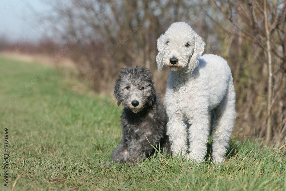 mère et chiot bedlington terrier à la campagne mère et chiot bedlington terrier à la campagne