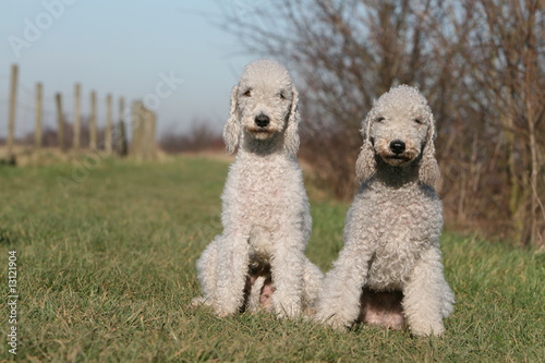 deux bedlingtons terriers adultes blancs assis de face © Dogs