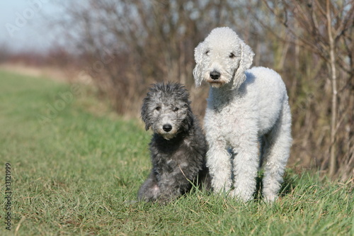 mère et chiot bedlington terrier à la campagne © Dogs