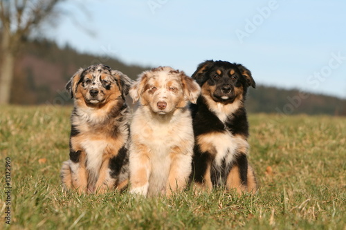 trio de chiots bergers australiens assis à la campagne photo