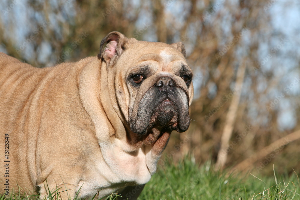 portrait d'un bulldog anglais adulte de face à la campagne