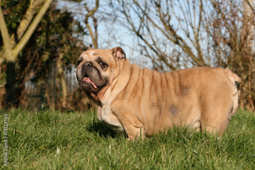 bulldog anglais bicolore adulte de profil, tête de face