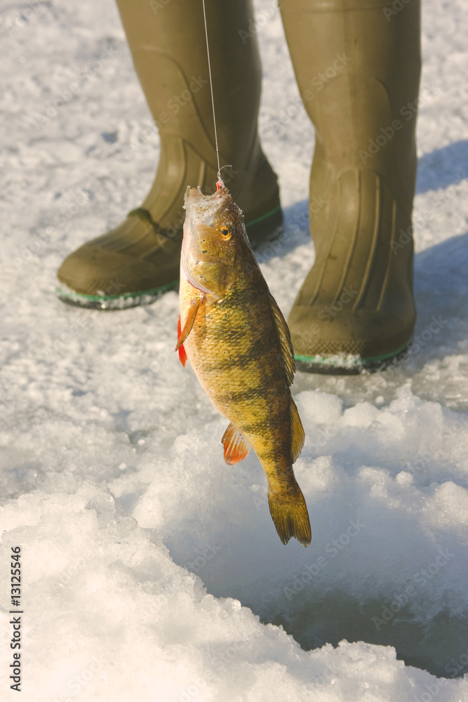 Obraz premium freshwater perch, Perca flavescens