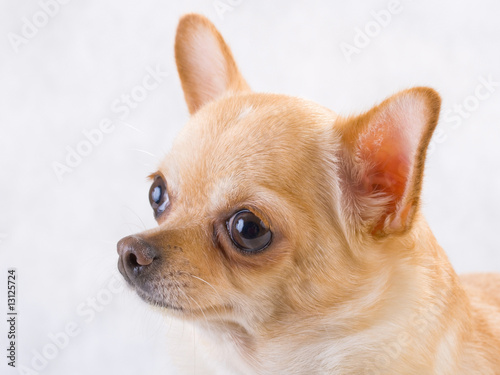 Chihuahua breed female © Dreymedv
