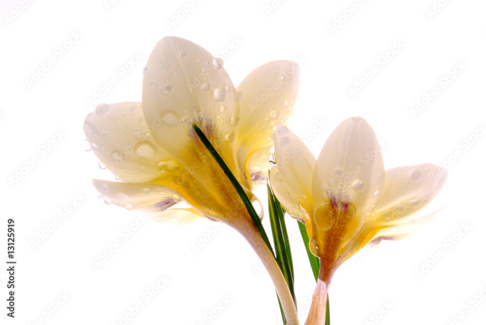 Obraz premium yellow crocus flowers