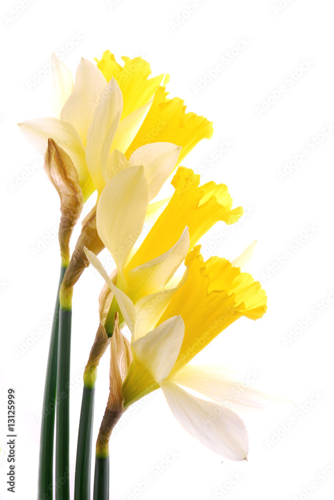 Fototapeta premium beautiful yellow daffodil flowers