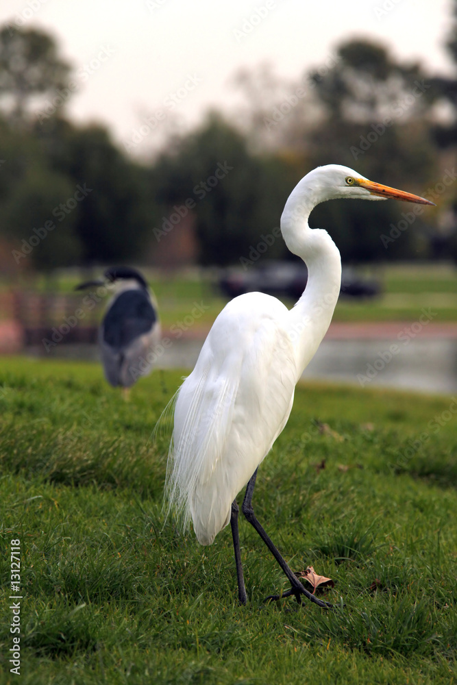 Naklejka premium Snowy Egret Bird Outdoors