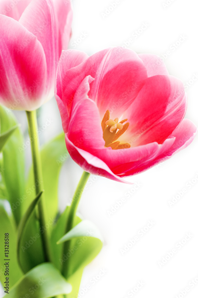 Bunch of pink tulips