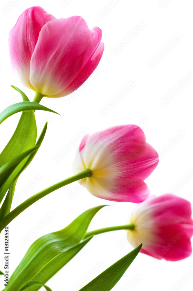 Naklejka premium Pink tulips