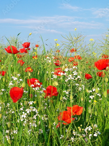 Prato con papaveri