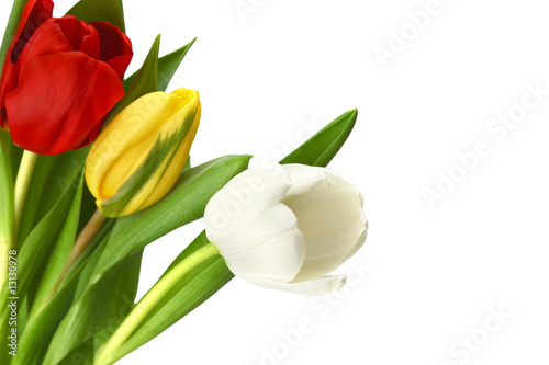 Fototapeta Naklejka Na Ścianę i Meble -  colorful tulips