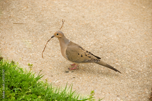 Dove building a nest