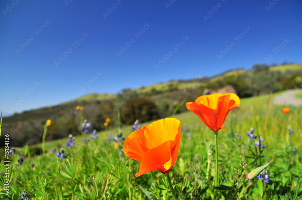 Naklejka premium pole maków