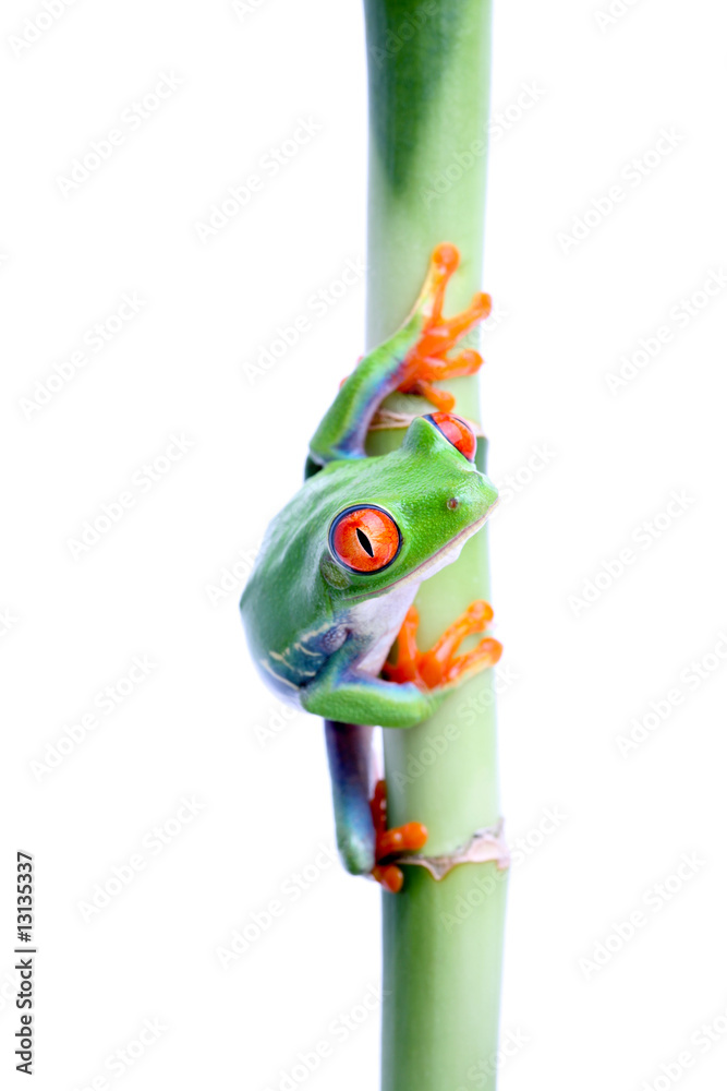 Fototapeta premium frog on bamboo isolated on white