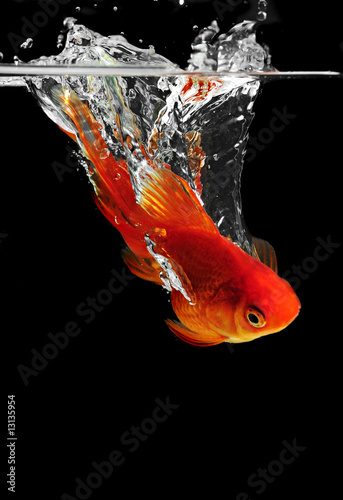 Goldfish