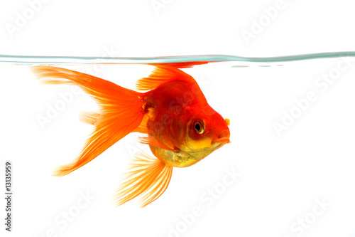 Goldfish