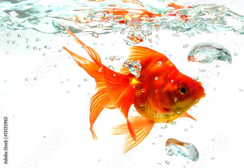 Goldfish