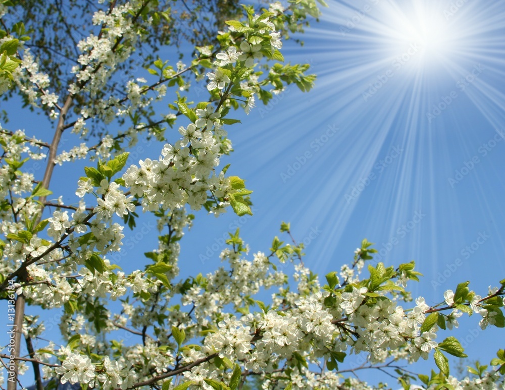 Fototapeta premium Blossoming tree in Spring season
