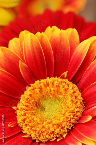 Red And Yellow Gerber Daisy