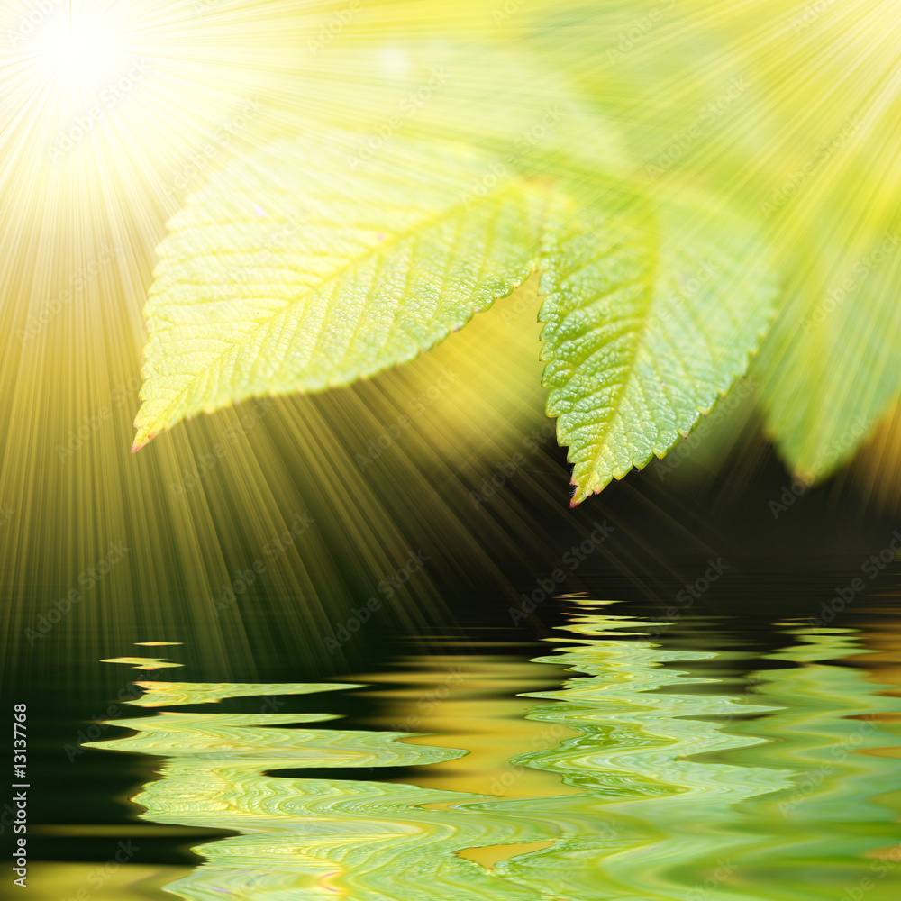 Fotografie green vivid leafs witn water reflexion and sunrays