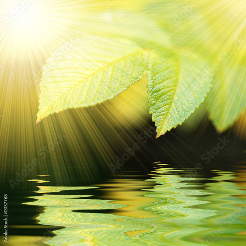 green vivid leafs witn water reflexion and sunrays