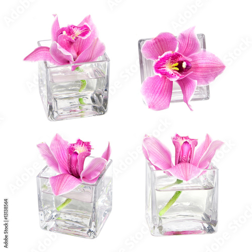 Fototapeta Naklejka Na Ścianę i Meble -  pink orchid
