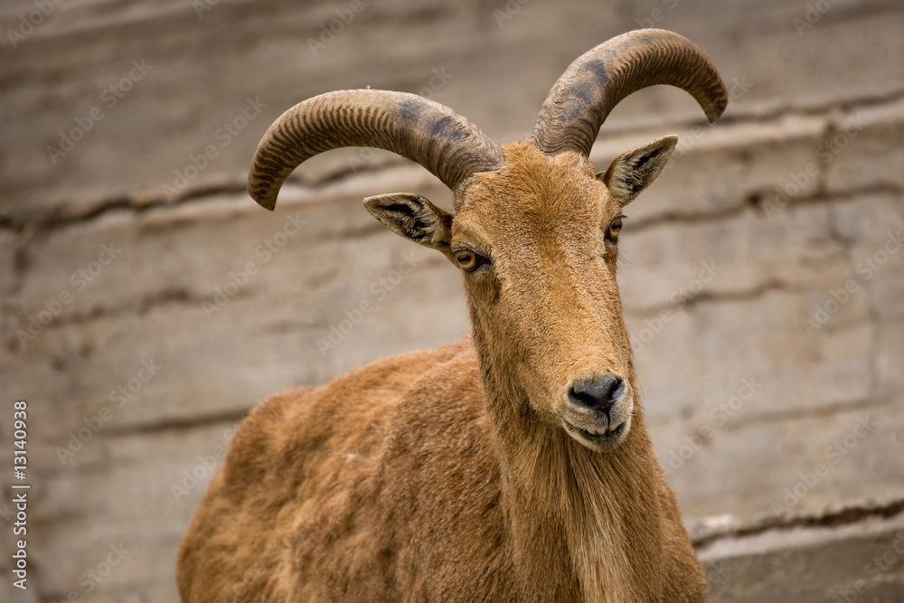 Dall sheep at the zoo of Madrid