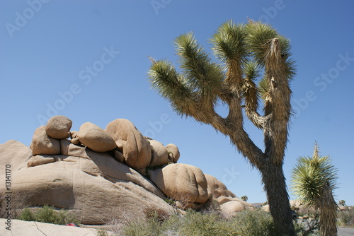 Photography Joshua Tree