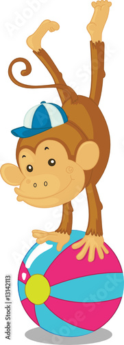 monkey