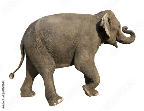 Canvas Print elephant