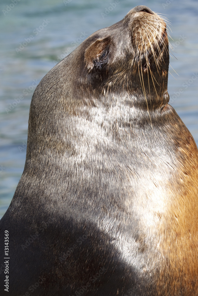 Fototapeta premium Seelöwe beim Sonnen