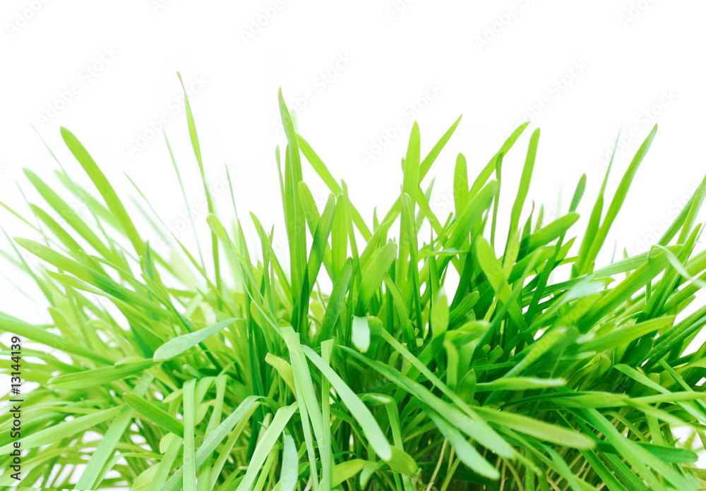 Obraz premium grass isolated
