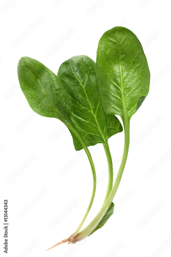 Fresh spinach Fresh spinach