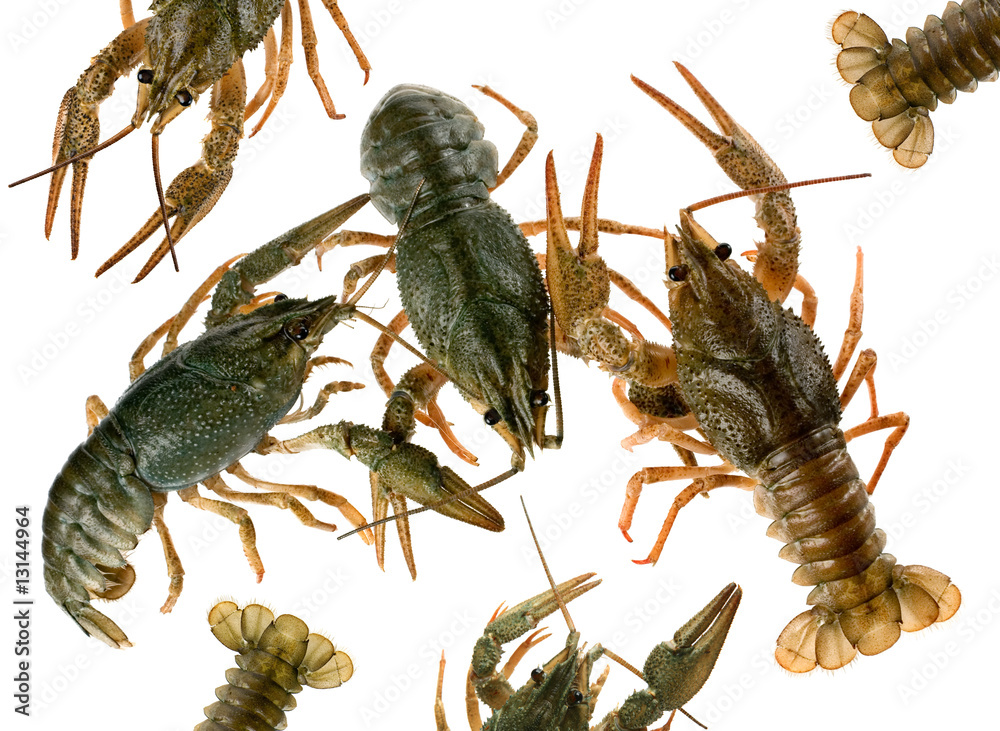 Raw crayfish Raw crayfish