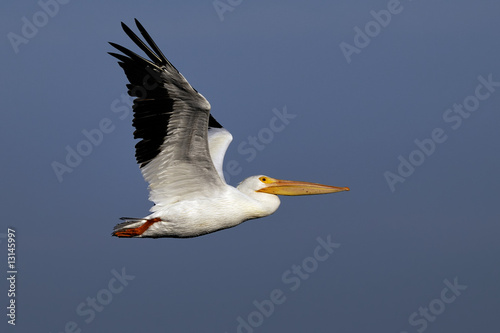 american white pelican portrait © hakoar