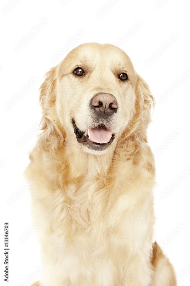 Gorgeous portrait of standing young male golden Retriever isolated on white