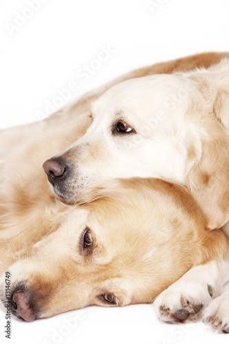 Two Golden Retrievers isolated on white