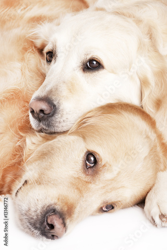 Portrait of two Golden Retrievers laid together isolated on white
