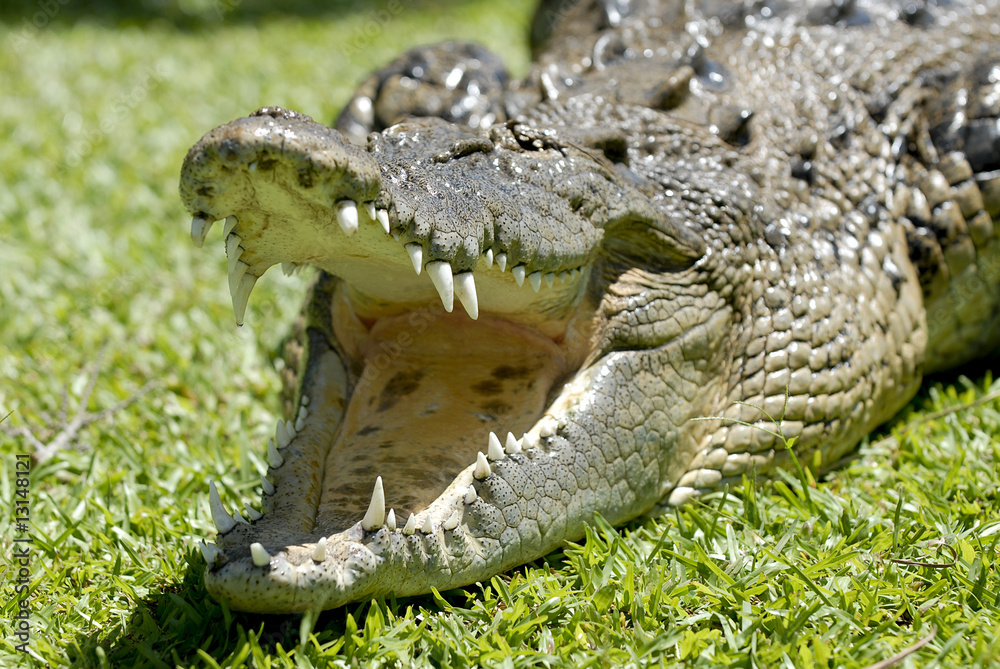 Fototapeta premium Krokodil