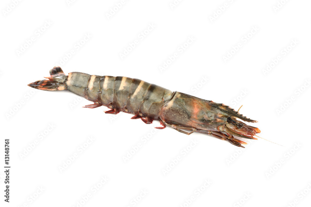 fresh shrimps fresh shrimps
