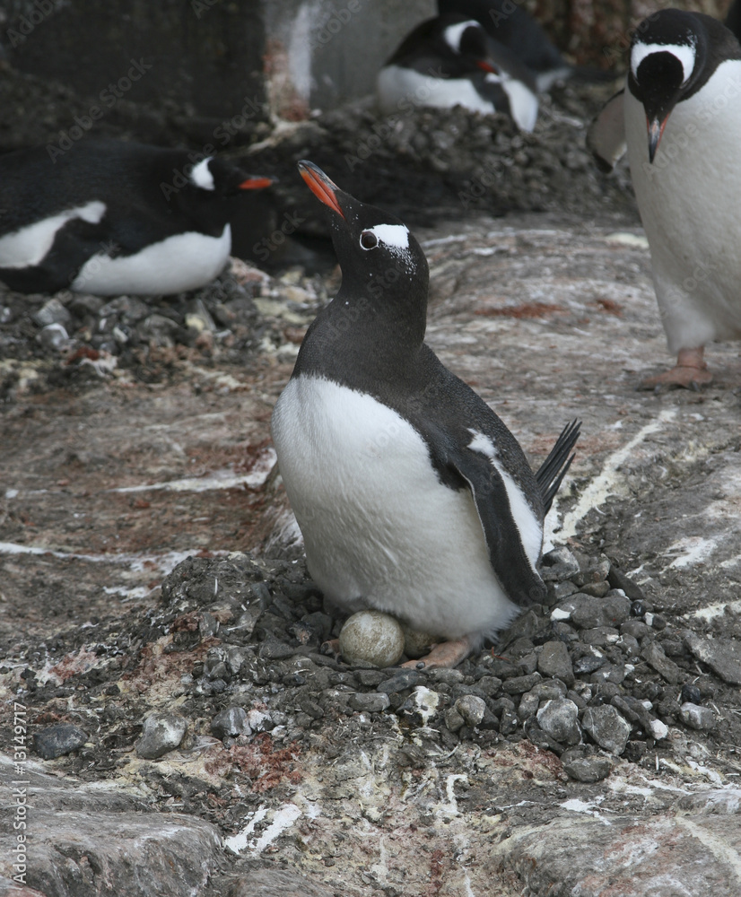 Fototapeta premium Gentoo penguin on nest