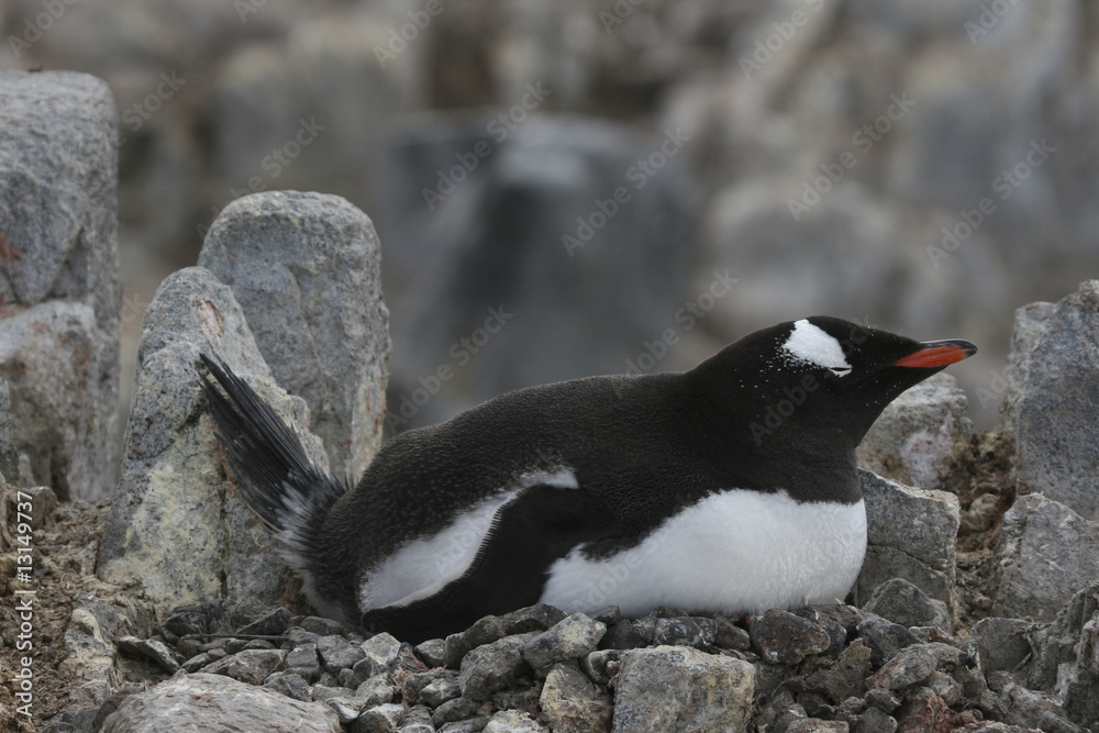 Fototapeta premium Gentoo penguin on nest