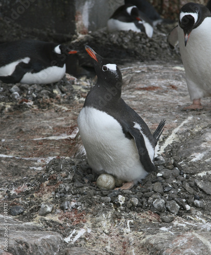 Gentoo penguin on nest