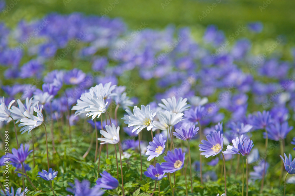 anemones anemones