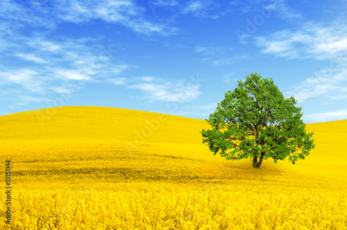 Green tree in yellow rape field