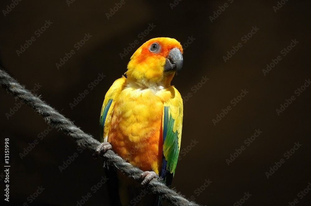 Colourful Sun conure sitting on a rope