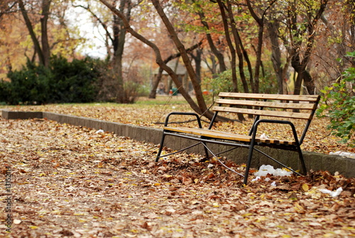 Photography Bench in Park